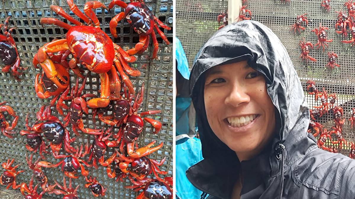 À quoi ressemble la saison du crabe rouge sur l’île Christmas, l’île la plus étrange d’Australie