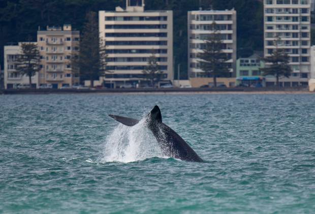 A southern right whale putting on a show while frolicking in Wellington Harbour a few hundreds metres off the Interislander ferry terminal. Photo / Mark Mitchell
