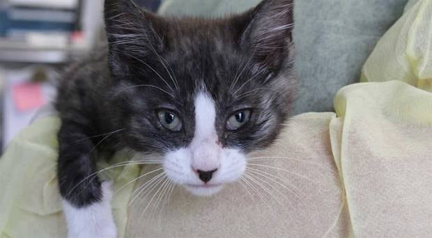 The kitten now named Brighton is expected to make a full recovery. Photo / Supplied