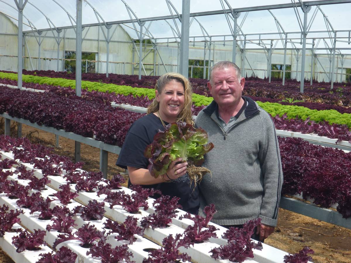 Salad Days Never End For Hydroponic Grower Nz Herald