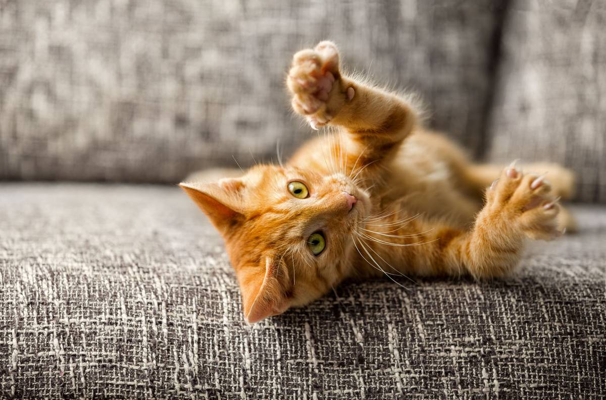 Scientists Prove Crazy Cat Lady Theory Is A Myth Nz Herald