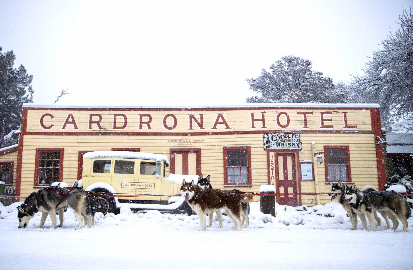 A husky team stops in at the Cardrona Hotel. Photo / George Heard