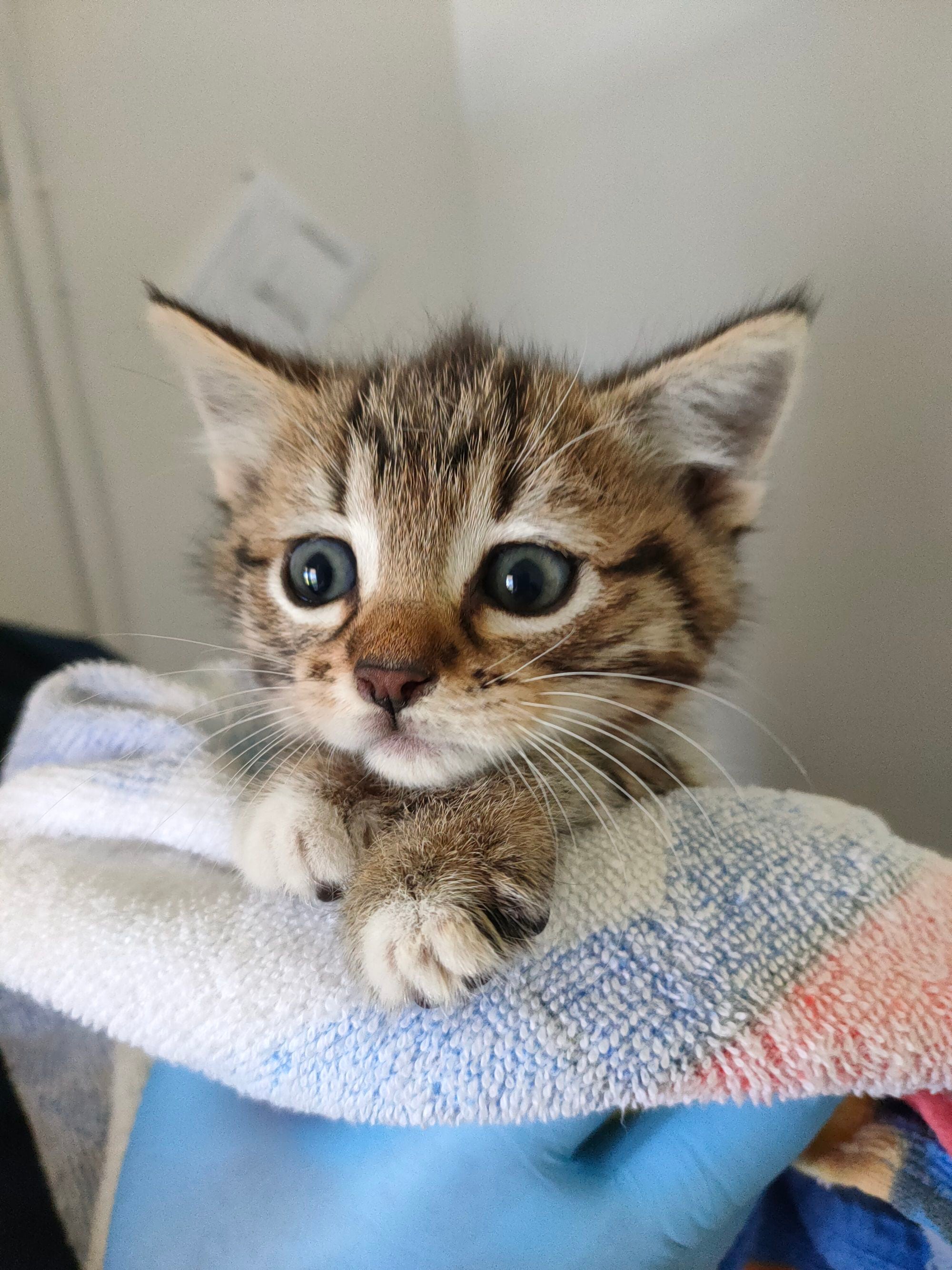 Spca sales free kittens