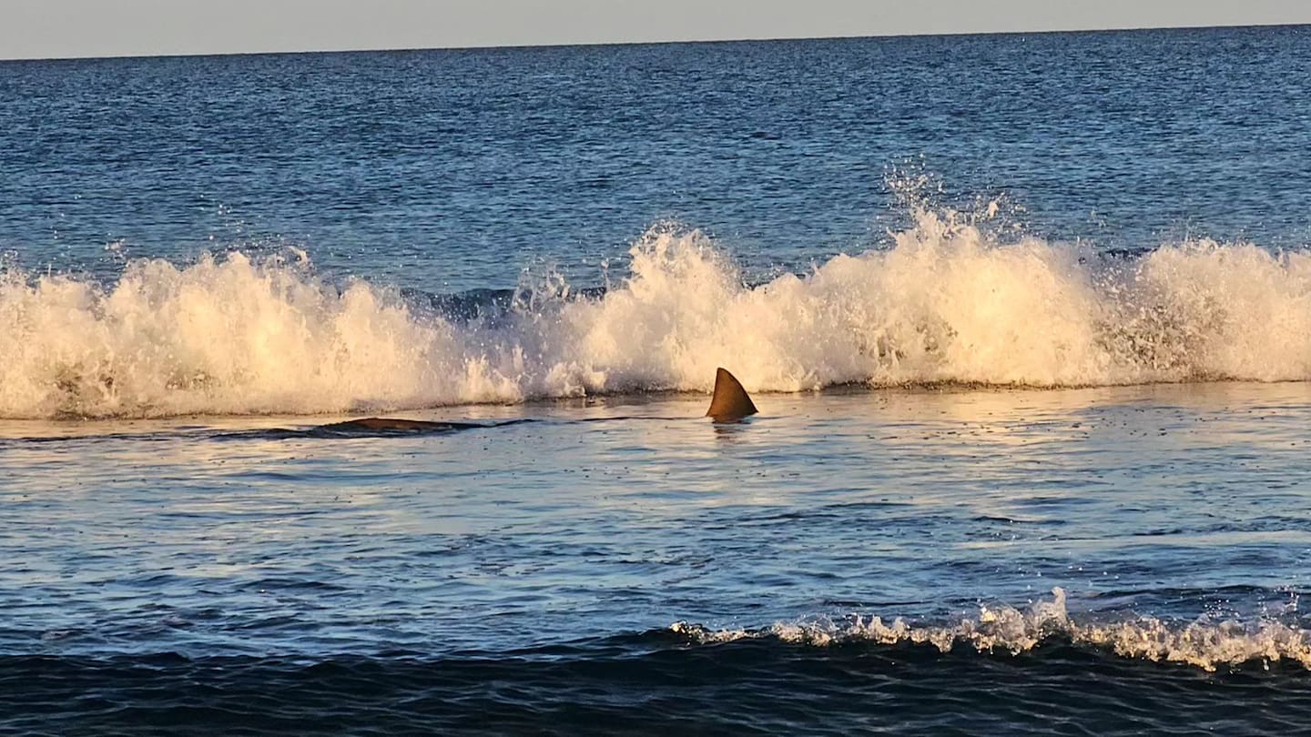 A shark was sighted swimming near the shores of the beach in Mount Maunganui earlier this year.