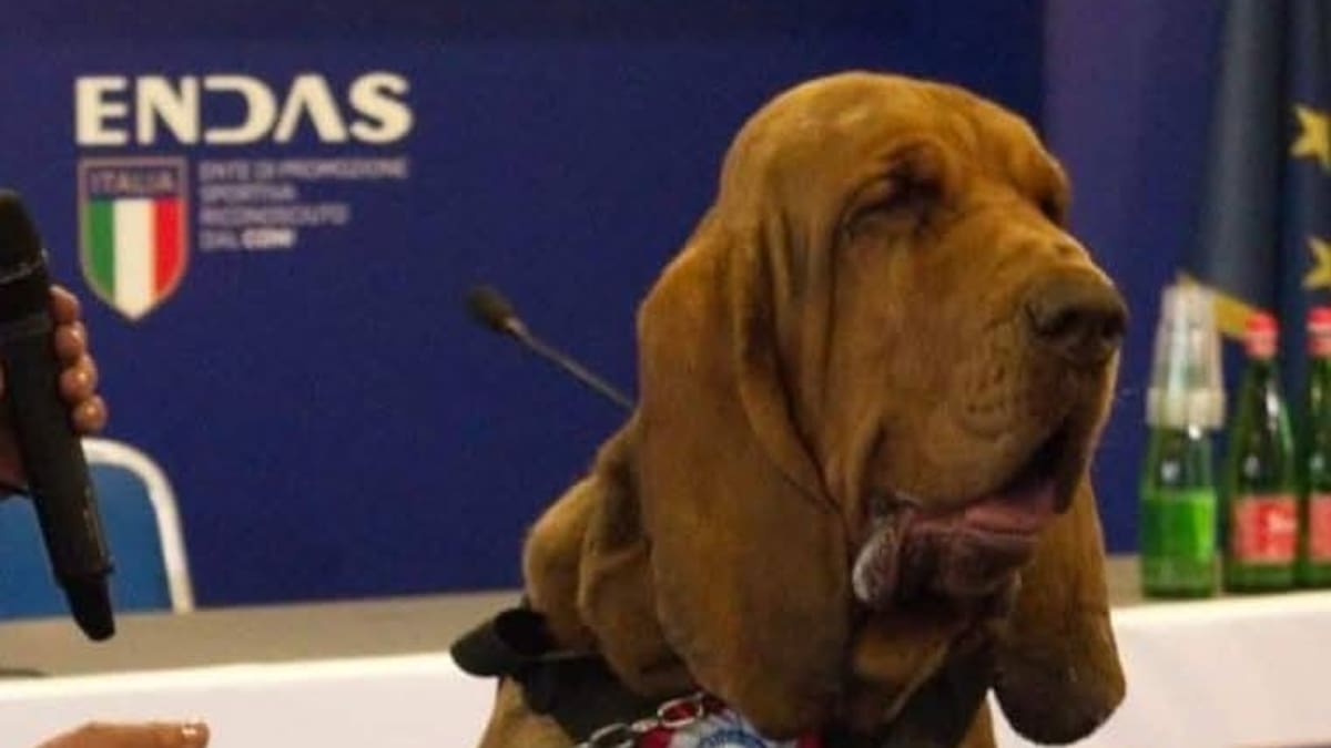 Italy mourns sniffer dog Bruno, killed by nail-filled sausages