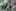 A possum peers out from bush near Masterton. Photo / File