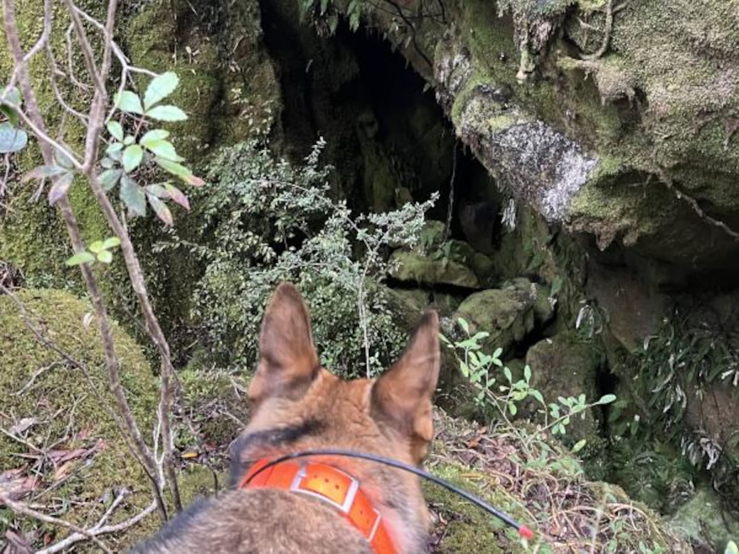 Dog teams will be the next step in the search for missing tramper, Roy Arbon. Photo / NZ Police