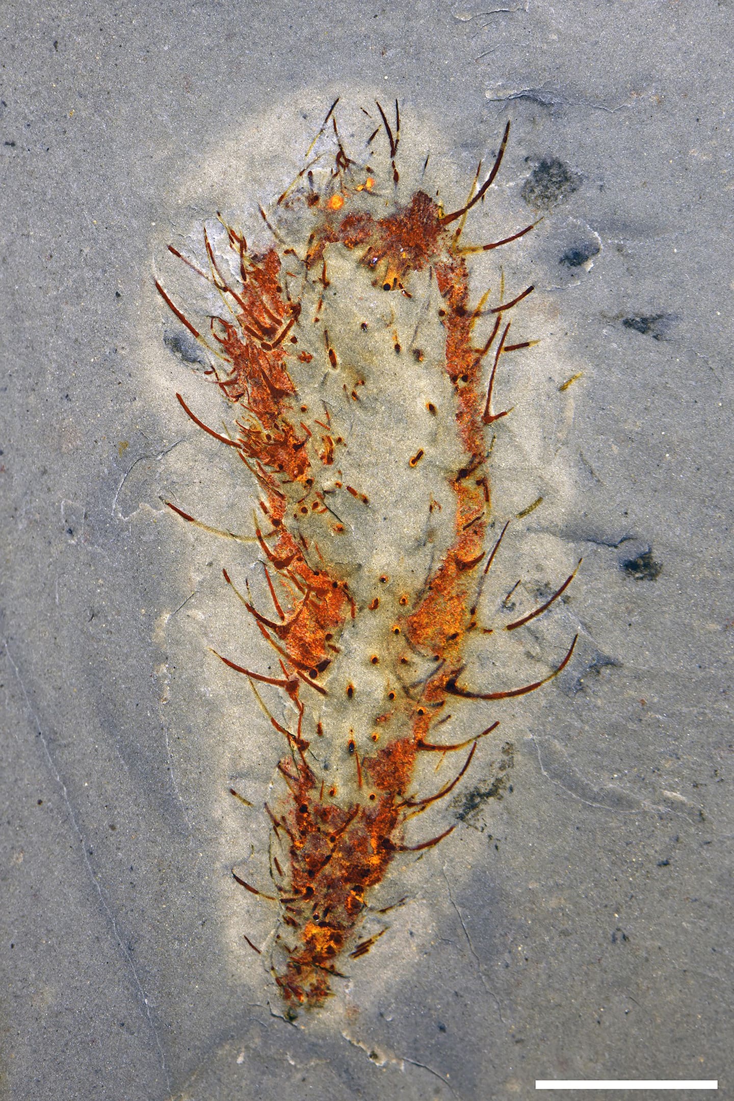 This undated photograph taken in an undsclosed location shows a cactus-like animal called Allonnia which was discovered at the quarry in China. Photo / Han Zeng, AFP