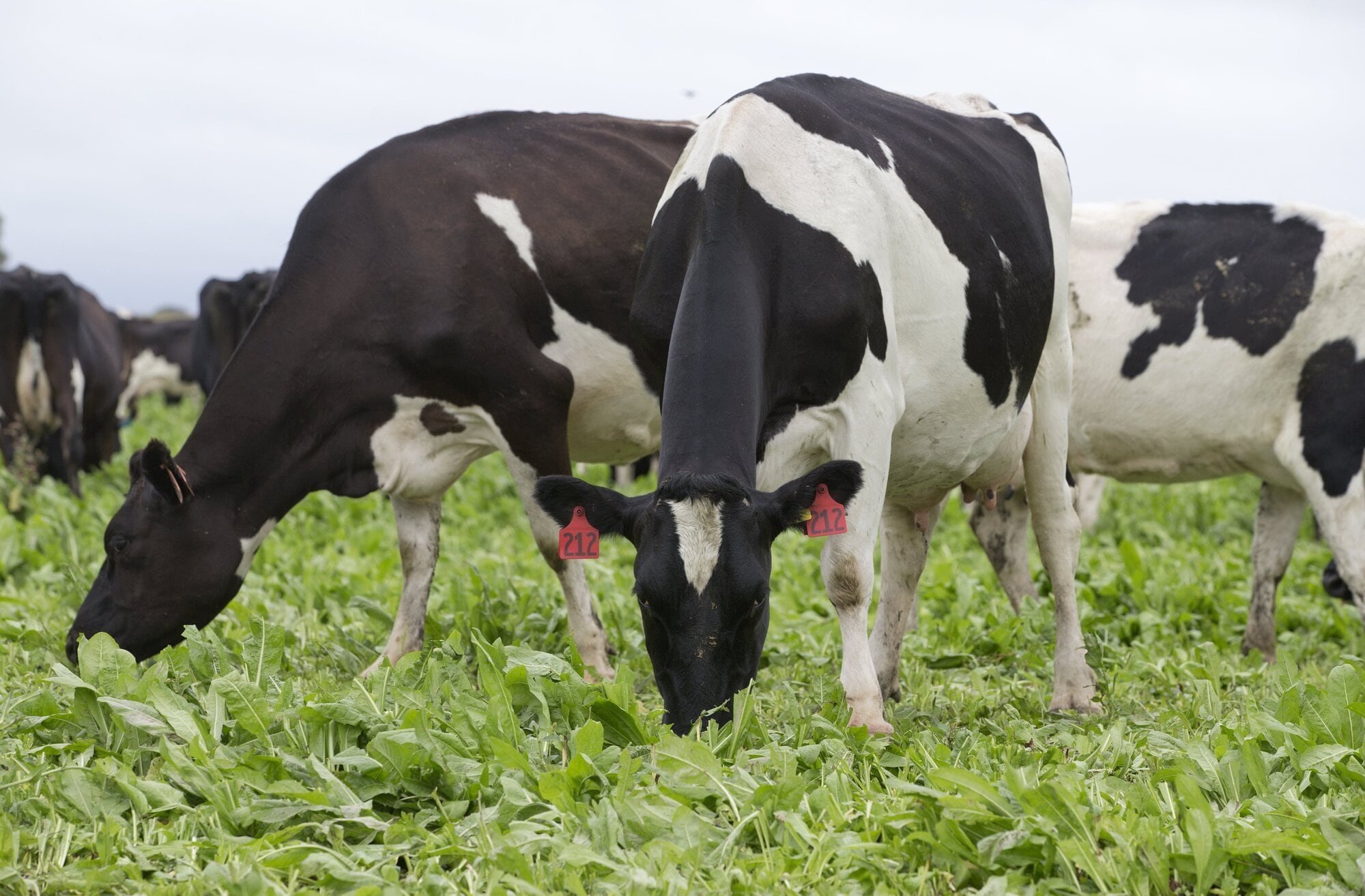 Animals do not wait. Photo / Mark Mitchell