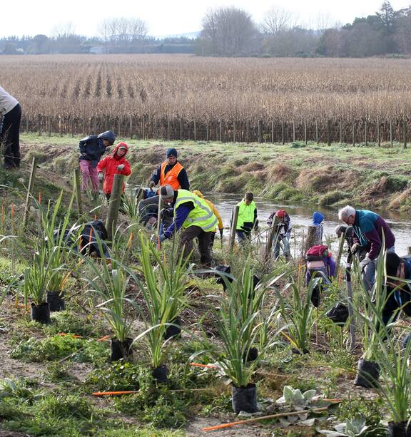 A group of volunteers planting native plants around the edge of a car park pond.