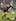 First five-eighths: Dan Carter, Canterbury, 62 caps. Photo / Getty Images