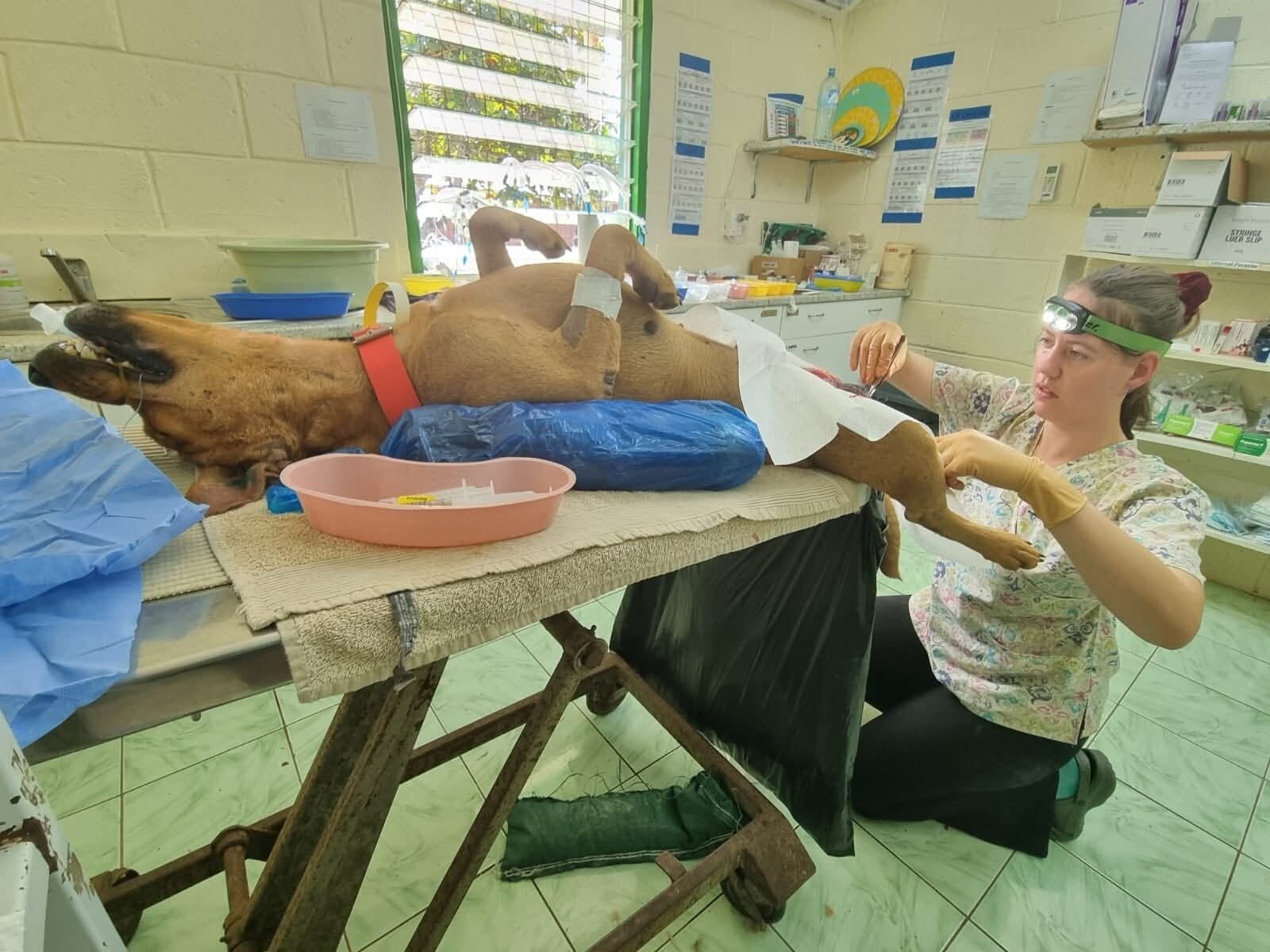 Tauranga vet and Spaw volunteer Mariska Chalmers performing surgery during a week-long clinic in Tokomololo, Tonga, in August.