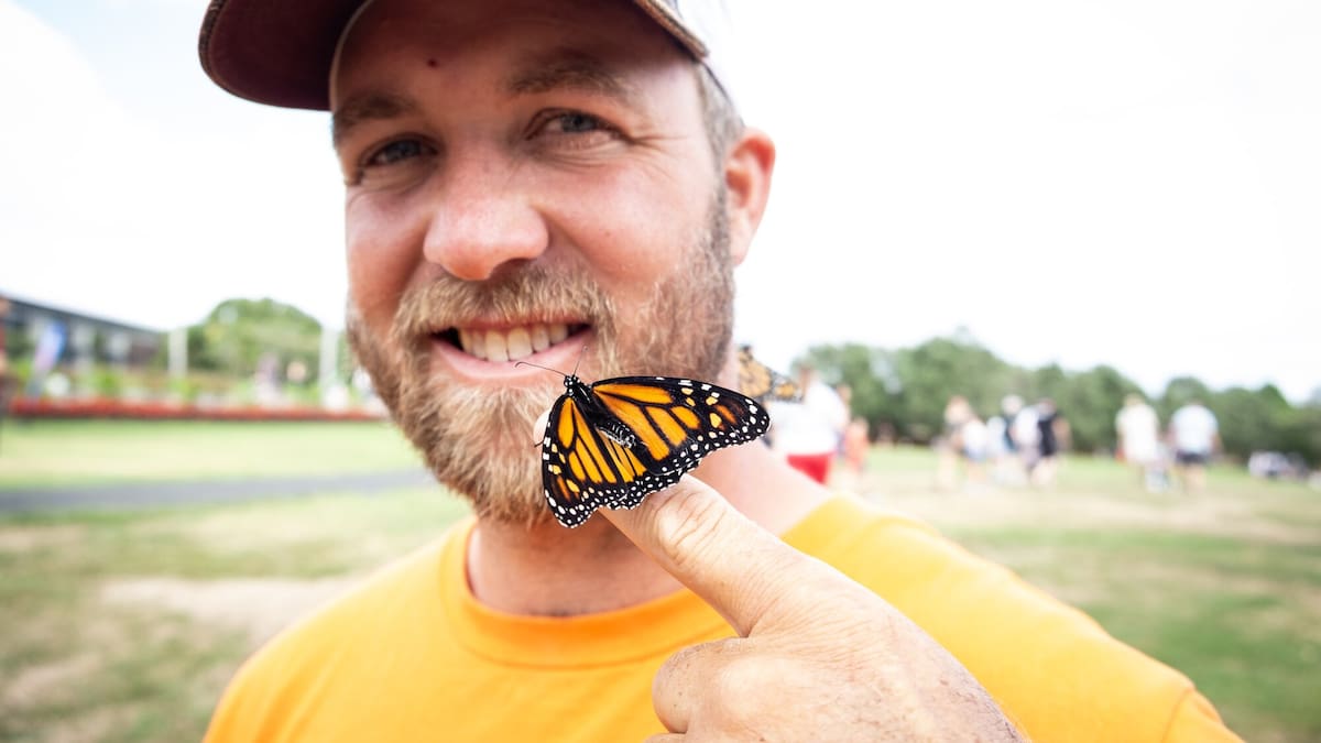 Endangered butterflies released to arrest decline Endangered butterflies released to arrest decline