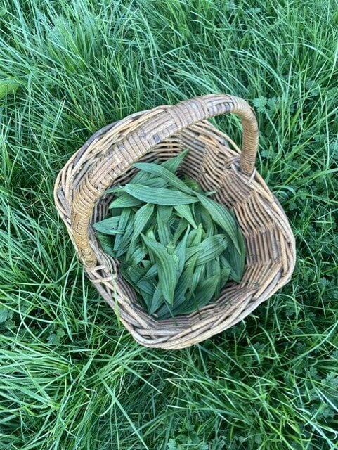  Plantain leaves picked fresh from the farm. Photo / Supplied