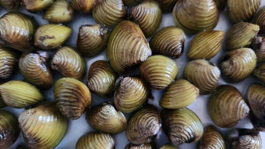 The invasive freshwater clam Corbicula breeds prolifically. Photo / supplied