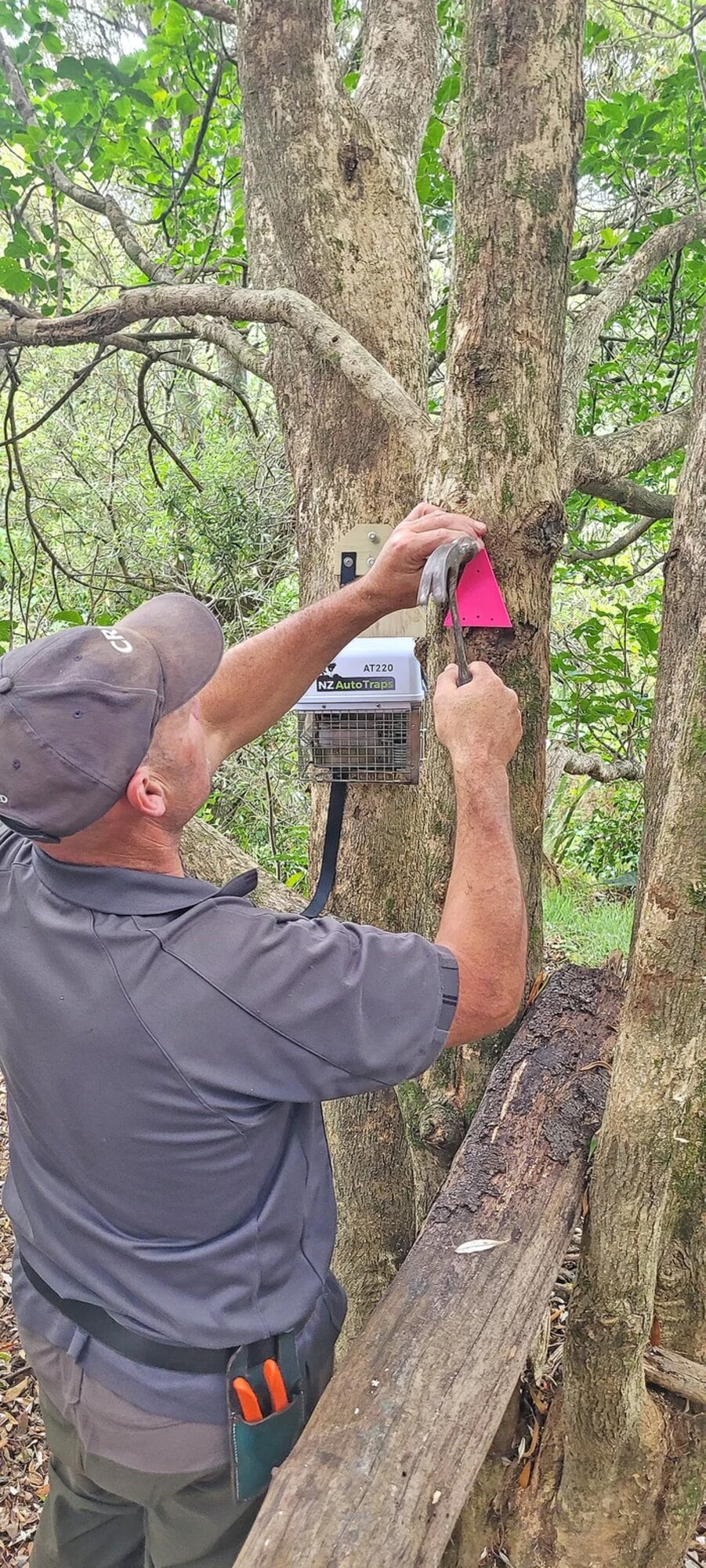 Pest control contractor Laurie Matthews sets up an AT220 trap. Photo / Andrew Glaser