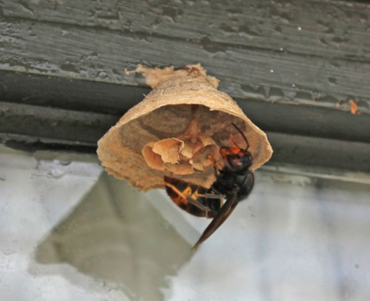 A queen yellow-legged hornet develops an embryo or primary nest (pictured). Worker hornets raised in the primary nest build a larger, secondary nest during the summer. Photo / Ministry for Primary Industries