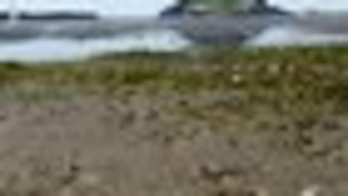 Shellfish ban extended in Bay of Plenty - NZ Herald
