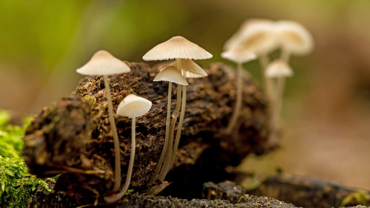 Man high on mushrooms crashes car into garage, with a preschooler on his lap Man high on mushrooms crashes car into garage, with a preschooler on his lap