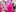 The Pink Walk. Photo/ Ben Fraser
