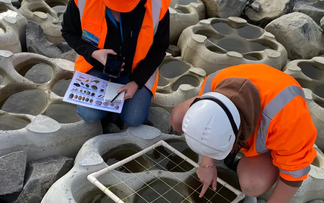 Monitoring work of the seapods along the Tauranga harbour. Photo / Tauranga City Council