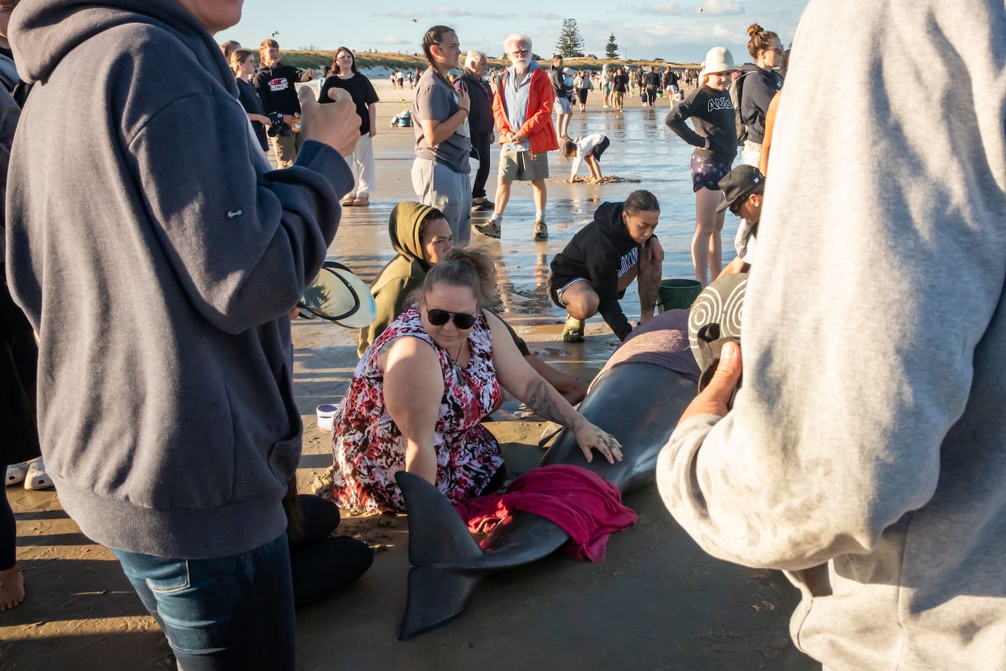 Volunteers sit with a Pilot whale calf that died before it could be refloated with the rest of its pod at Ruakākā Beach yesterday. Photo / Sarah Curtis