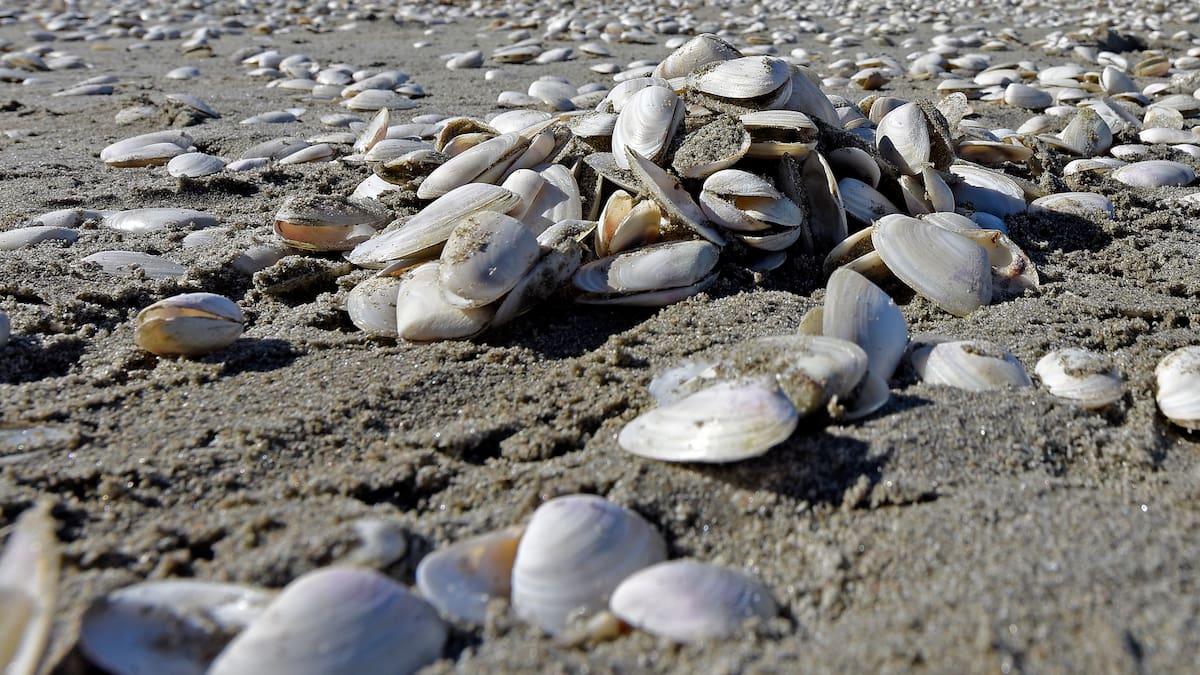 Paralytic shellfish poisoning: Woman shares story as warning to others ...