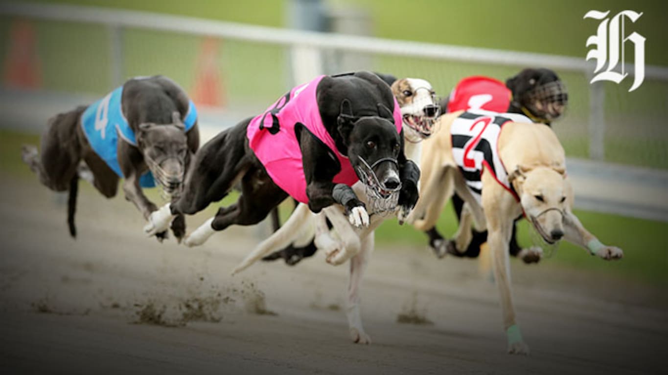 Greyhound Racing Greyhound Stud Dogs Retired Racing Greyhounds For - Main Image