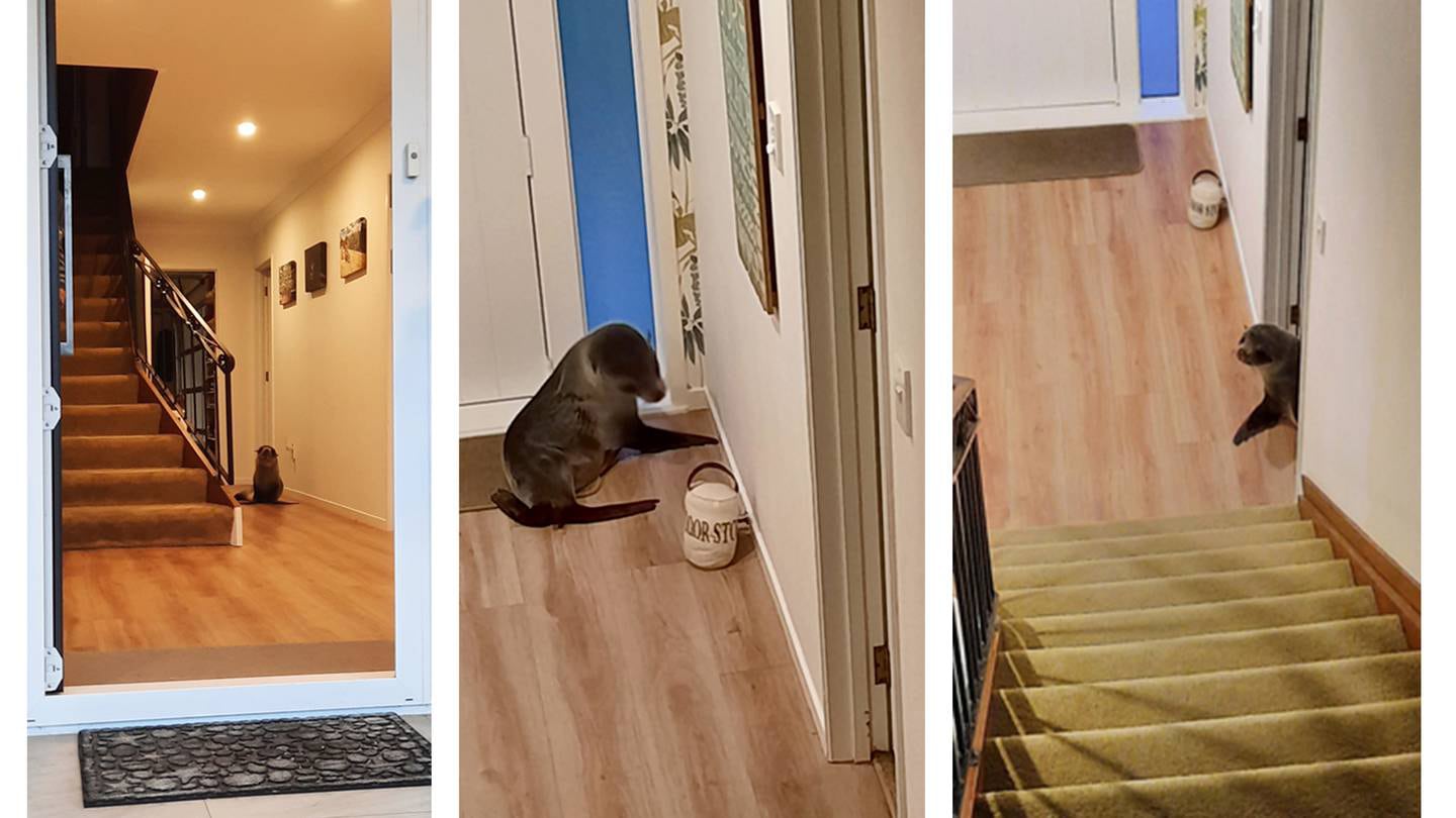 A seal taking a tour downstairs at the Mount Maunganui home of the Ross family in 2022. Photo / Supplied