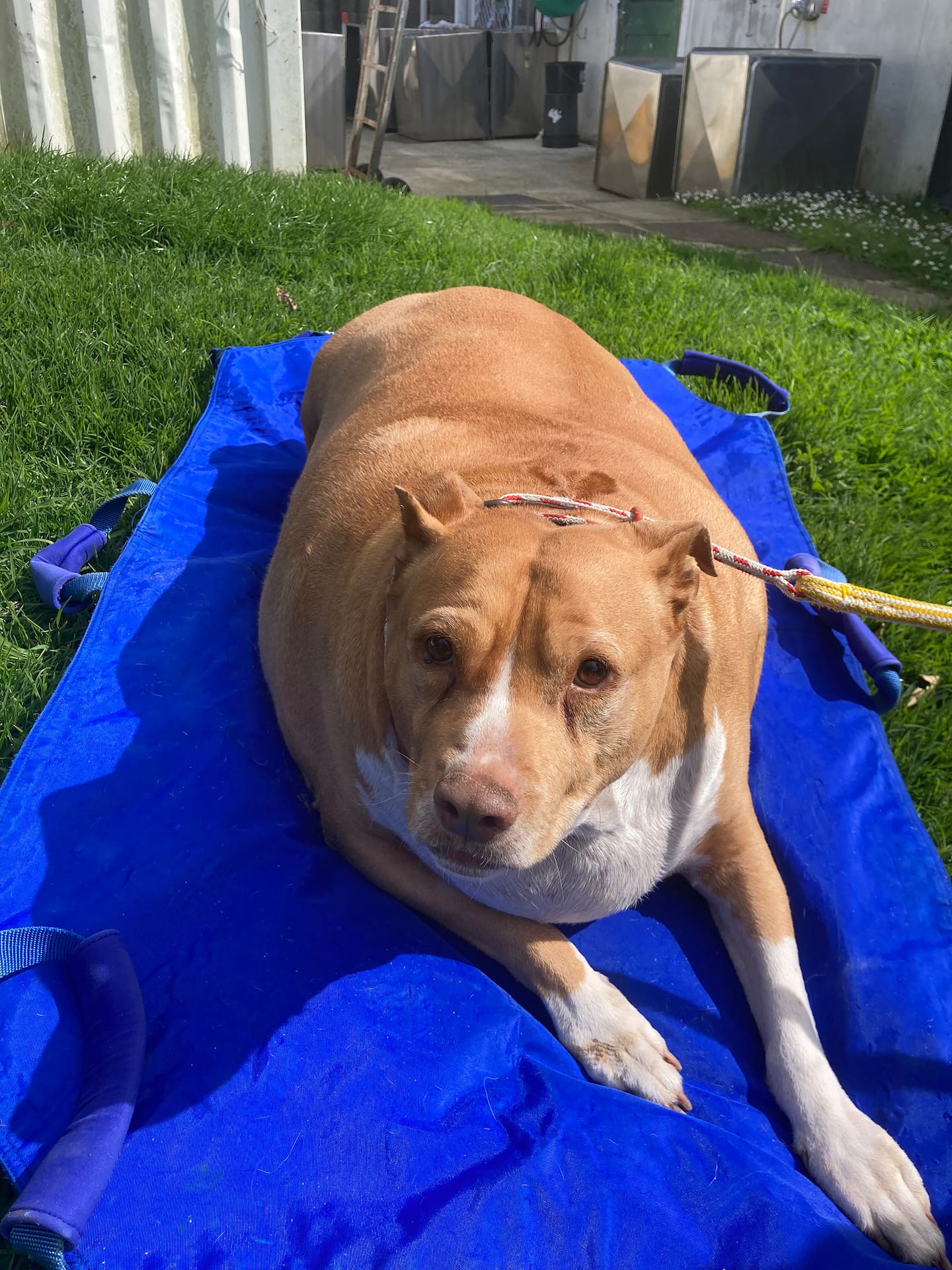 A Manurewa woman has been jailed for failing to meet a dog's physical, health and behavioural needs. Photo / SPCA