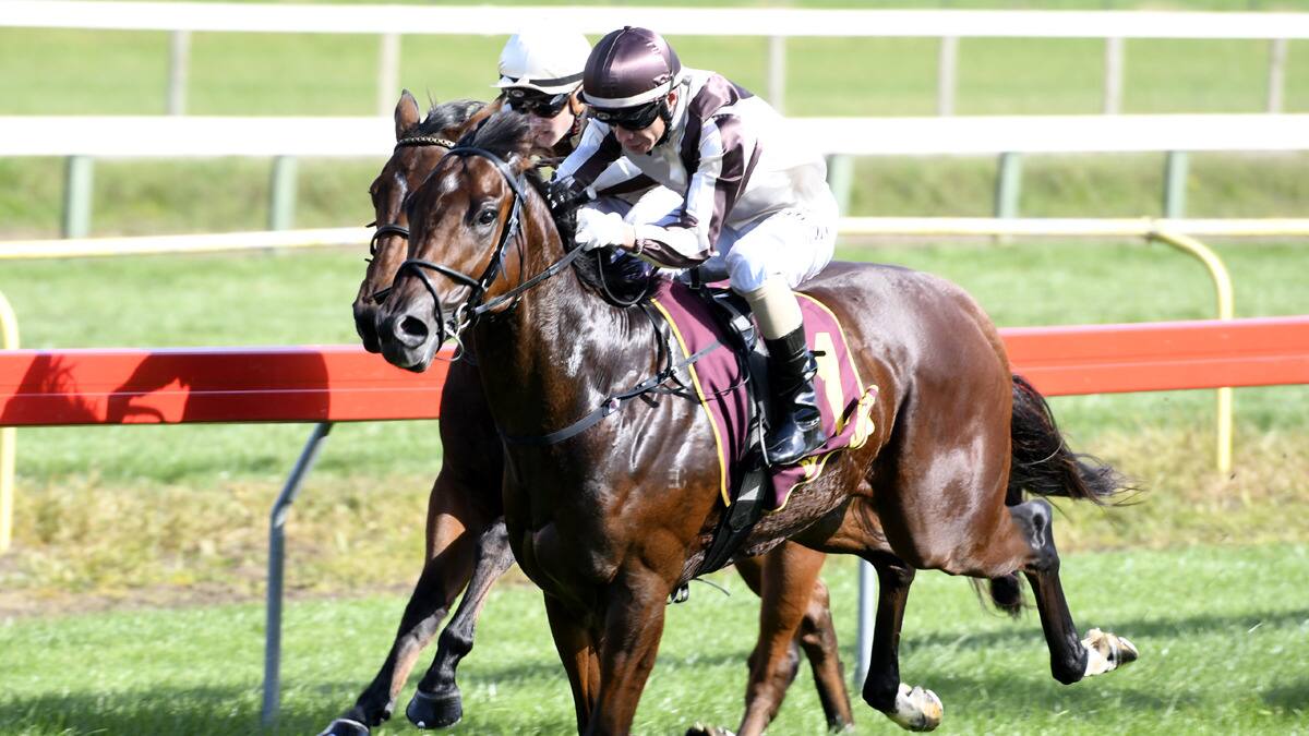 Racing: Enormous fields as key players set to reap Te Rapa rewards - NZ ...