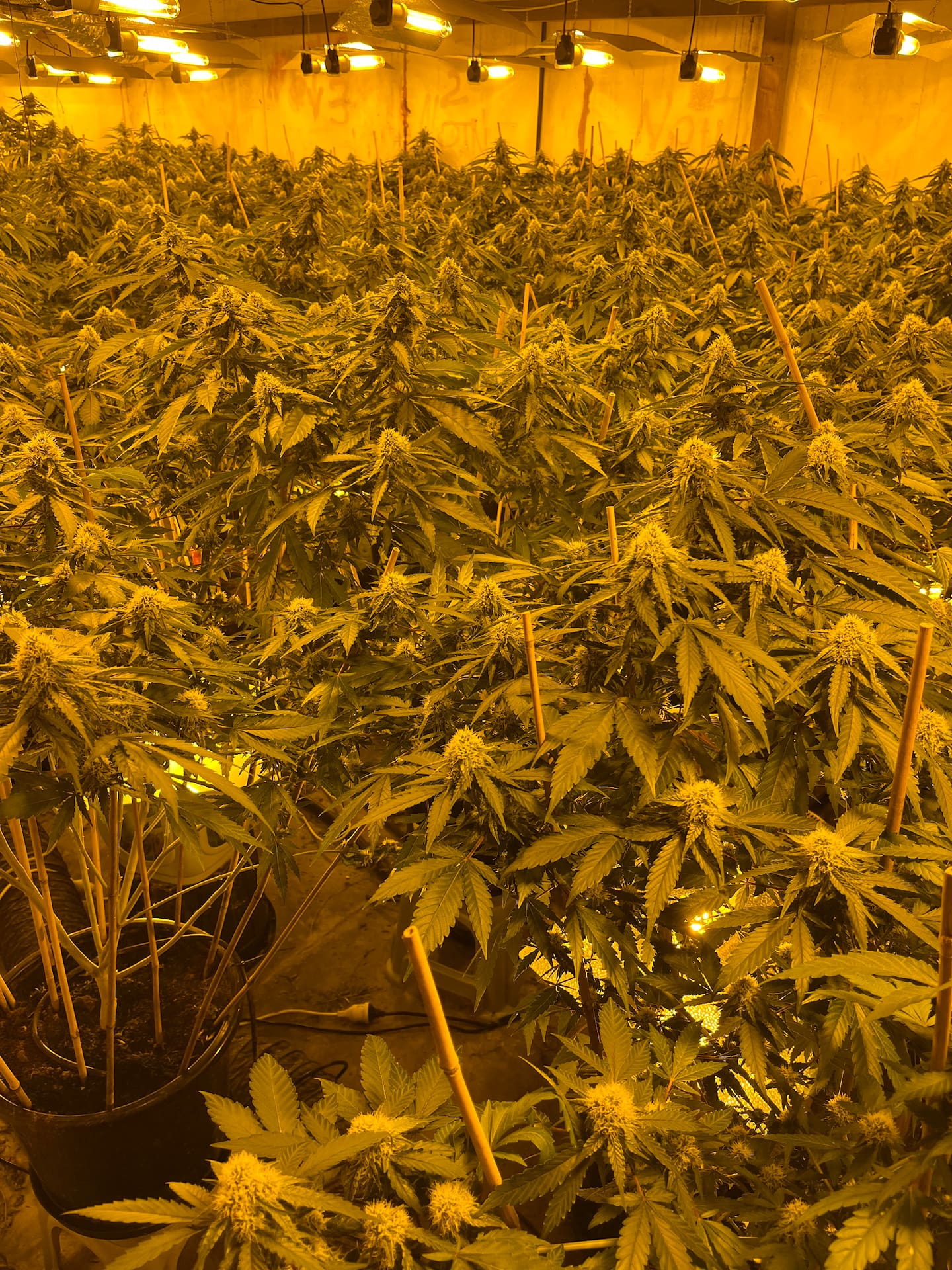 Police have been targeting large cannabis grow house operations run by Vietnamese organised criminal groups around the Kumeū area. Photo / Police
