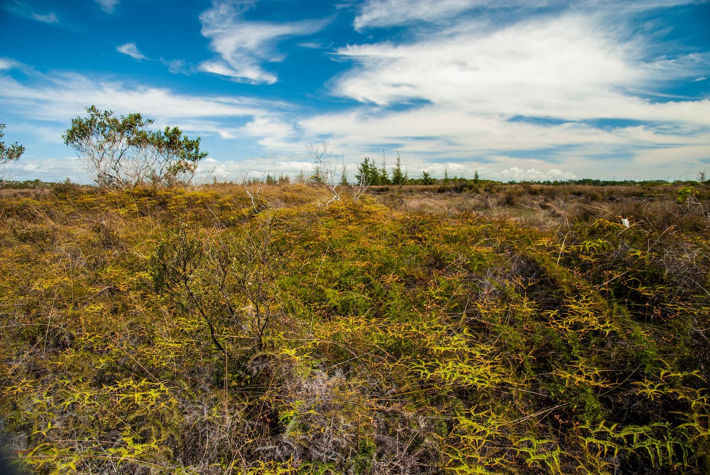 Typical wetland vegetation at Kaimaumau. Photo / DoC