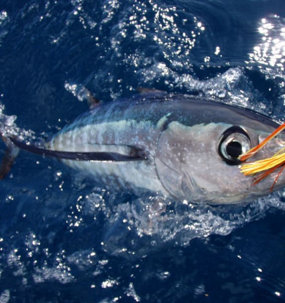 Fishing: East coast tuna run frenzy - NZ Herald