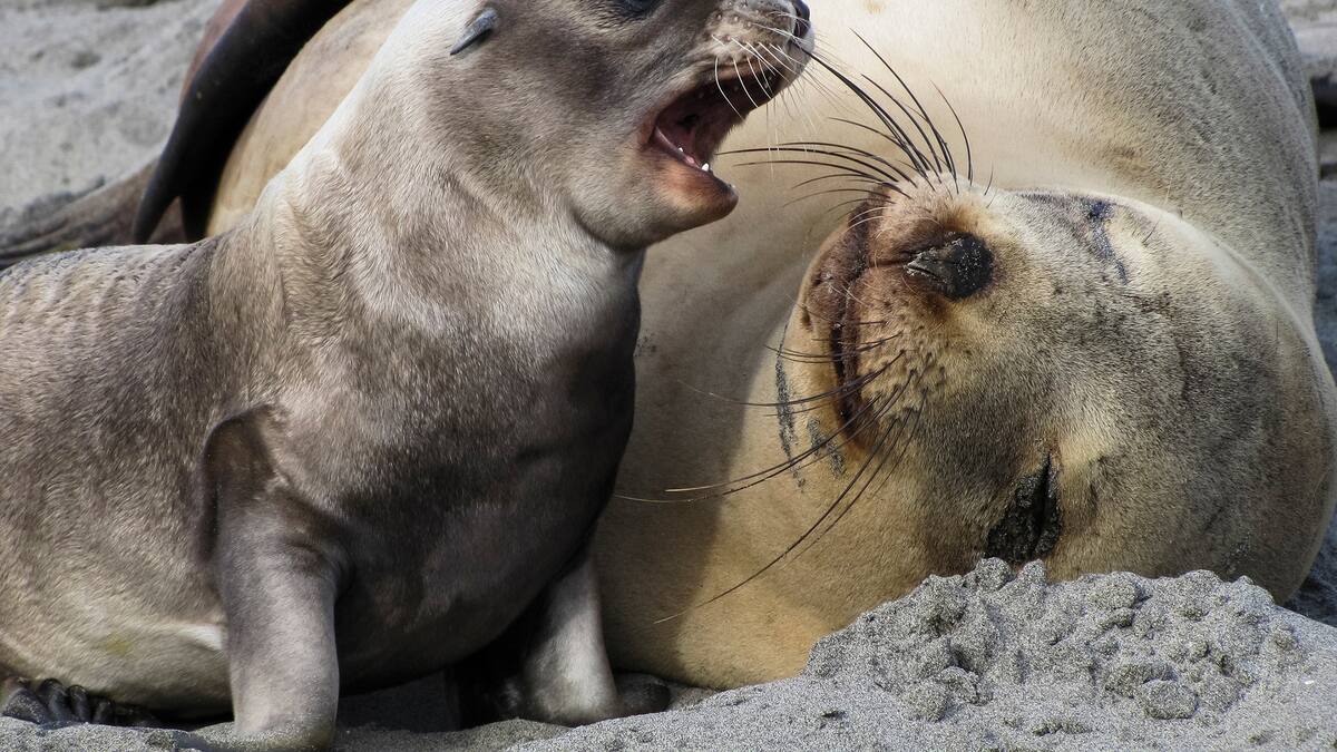 Fishing threat to sea lions needs action
