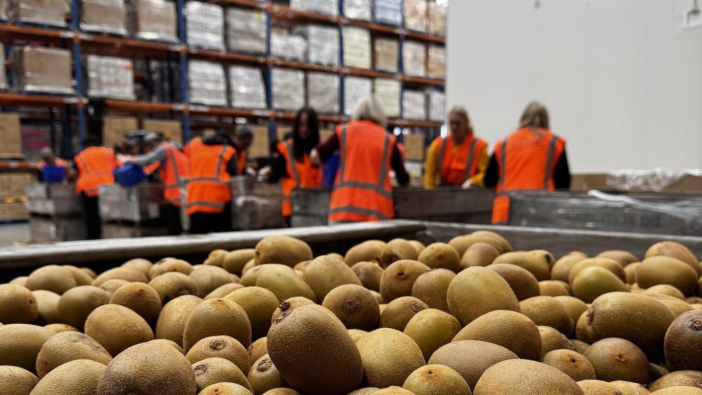 Rescued kiwifruit at New Zealand Food Network. Photo / NZ Food Network