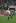 First five-eighths: Morne Steyn’s flawless kicking dismantled the All Blacks in South Africa and he’ll do it again in Hamilton if the All Blacks don’t control their discipline. Photo / Getty Images