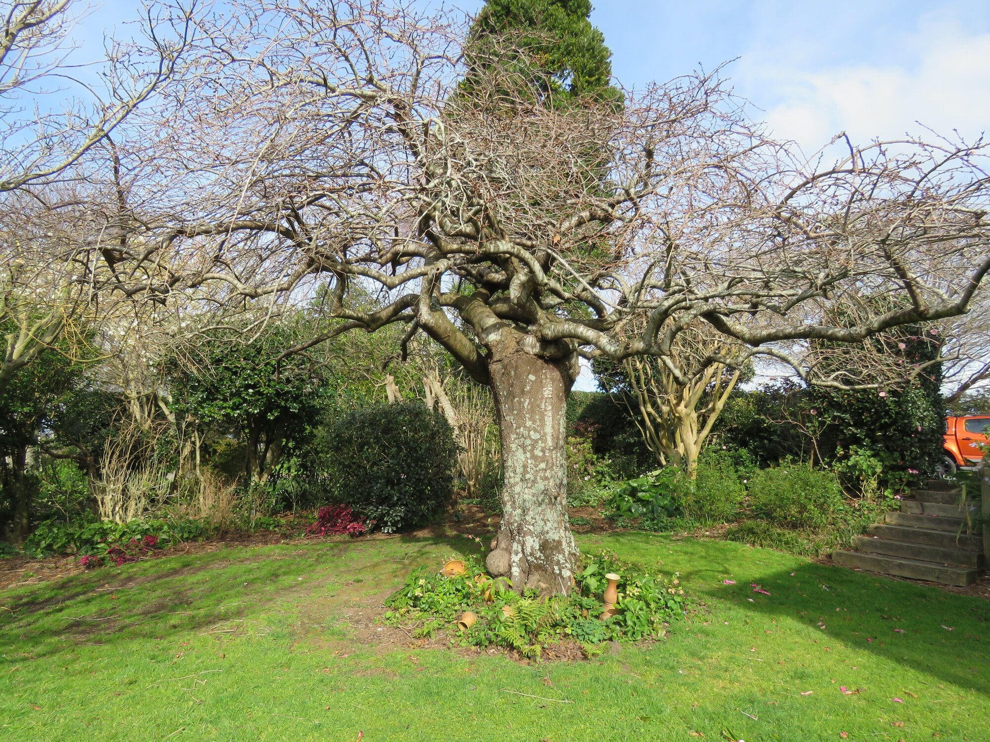  The 25-year-old cherry tree with its gnarly branches extending like tangled, twisted arms. Photo / Merle Cave