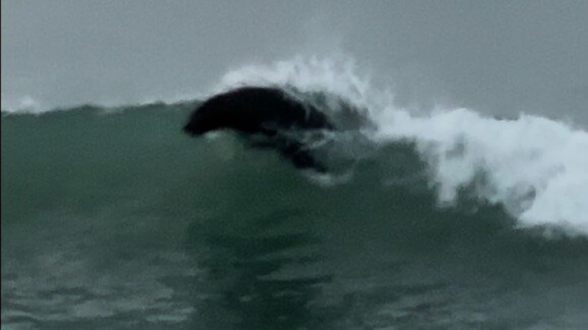 Watch: ‘Go buddy, go’- seal catches waves with locals at popular surf spot Watch: ‘Go buddy, go’- seal catches waves with locals at popular surf spot