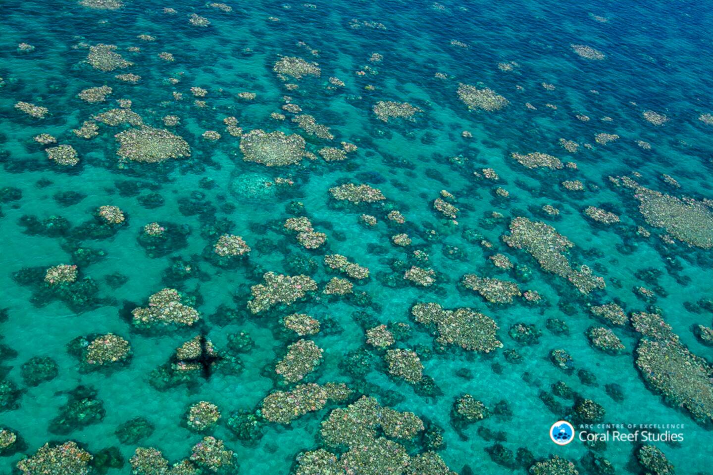 Marine ecologist John Turnbull says he can smell the decay of corals from coral bleaching. Photo / Ed Roberts Arc Centre / Excellence for Coral Reef