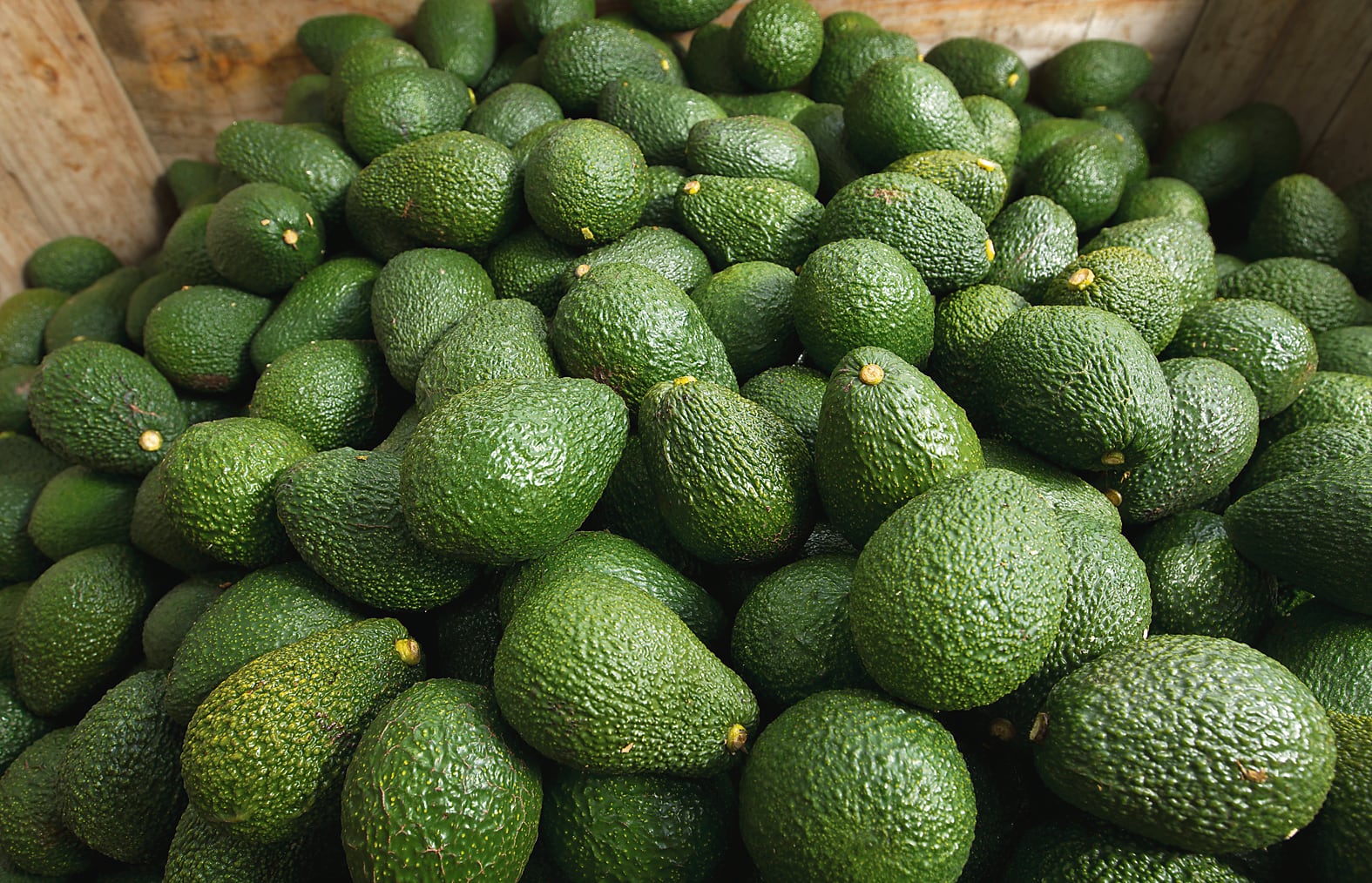 Irrigation and frost protection for avocados is one use of geothermal water. Photo / Alan Gibson