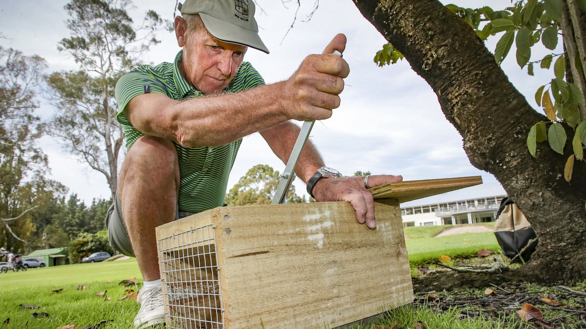 1000 kills and counting: Golf course’s predator control success 1000 kills and counting: Golf course’s predator control success