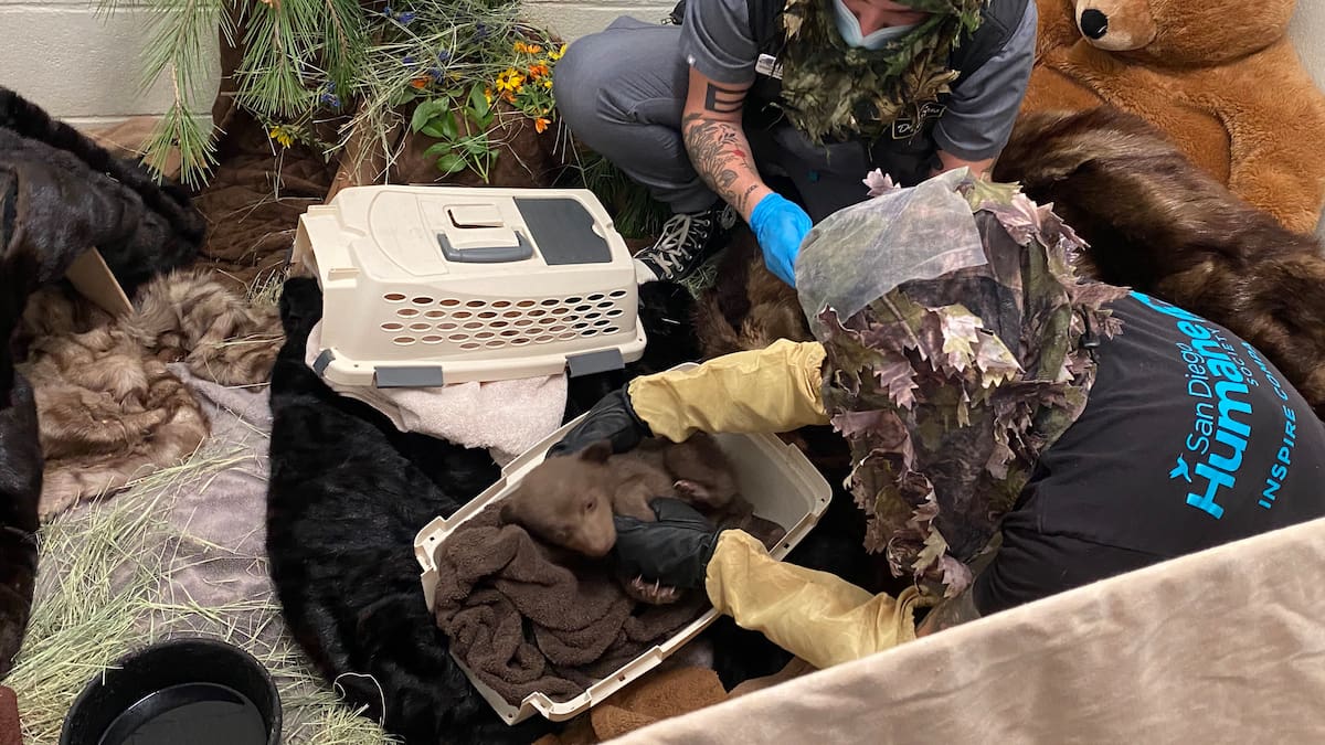 ‘Really proud’: Team show dedication to caring for rescued bear cub ‘Really proud’: Team show dedication to caring for rescued bear cub