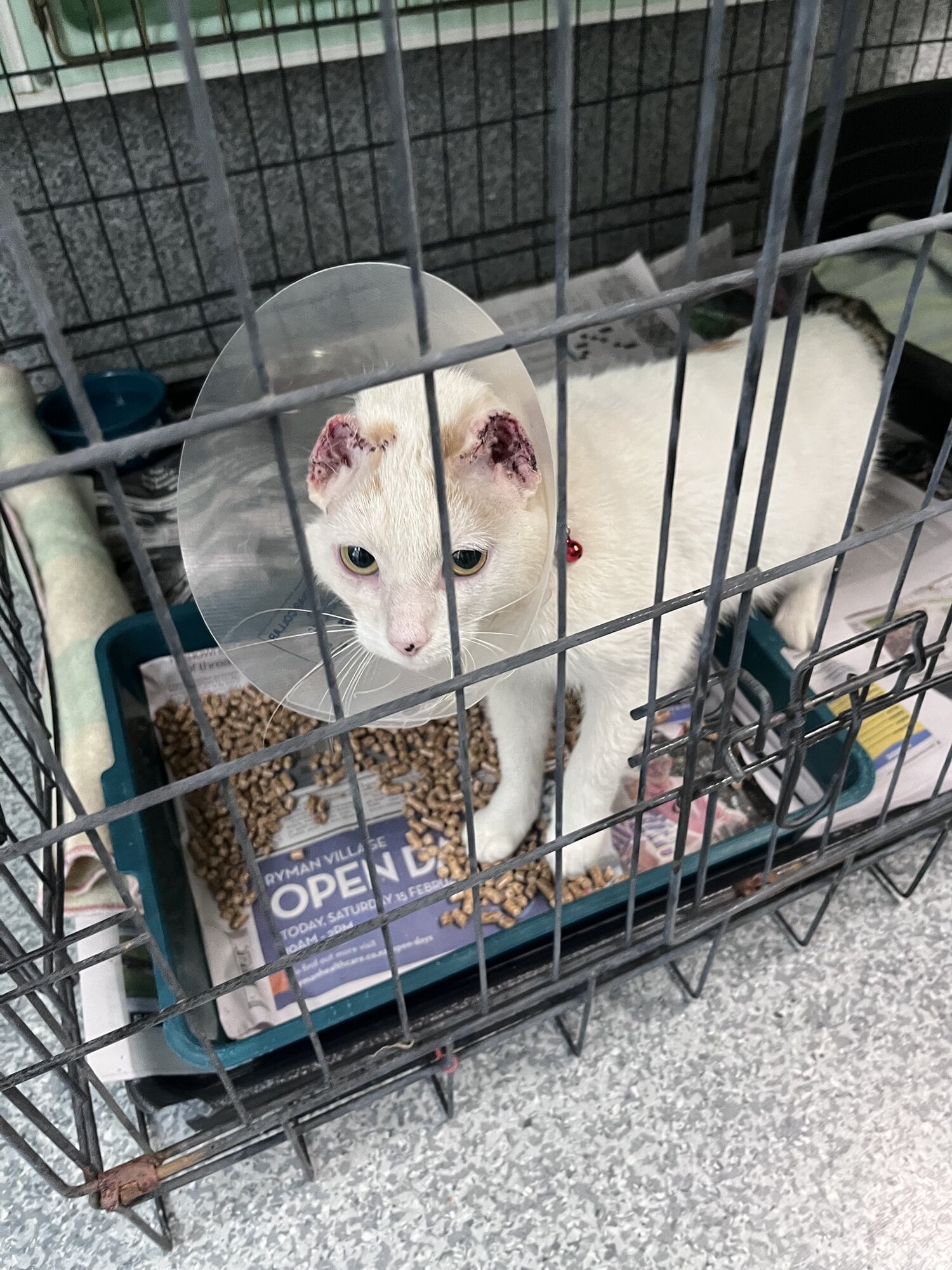  Tilly pictured recovering from surgery that removed her ears. Photo / Supplied