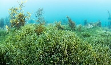Exotic caulerpa spreads rapidly and will grow anywhere from below the tideline to 46m deep. Photo / supplied
