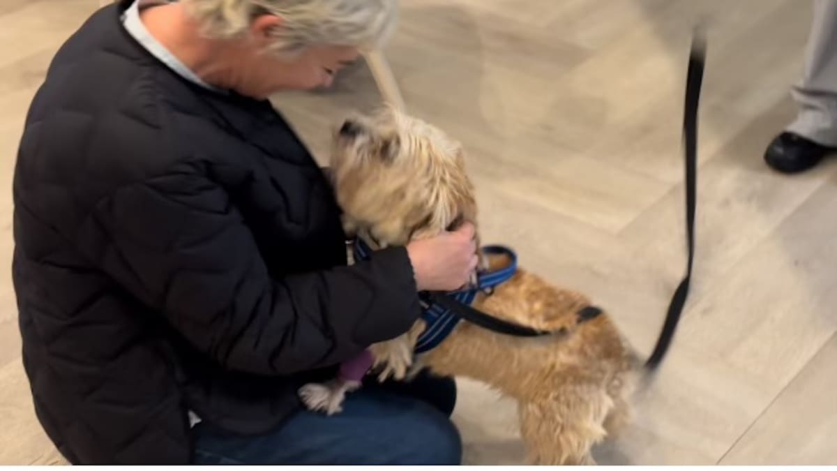 'Still very wobbly': Dog which accidently ingested meth and MDMA slowly recovers 'Still very wobbly': Dog which accidently ingested meth and MDMA slowly recovers