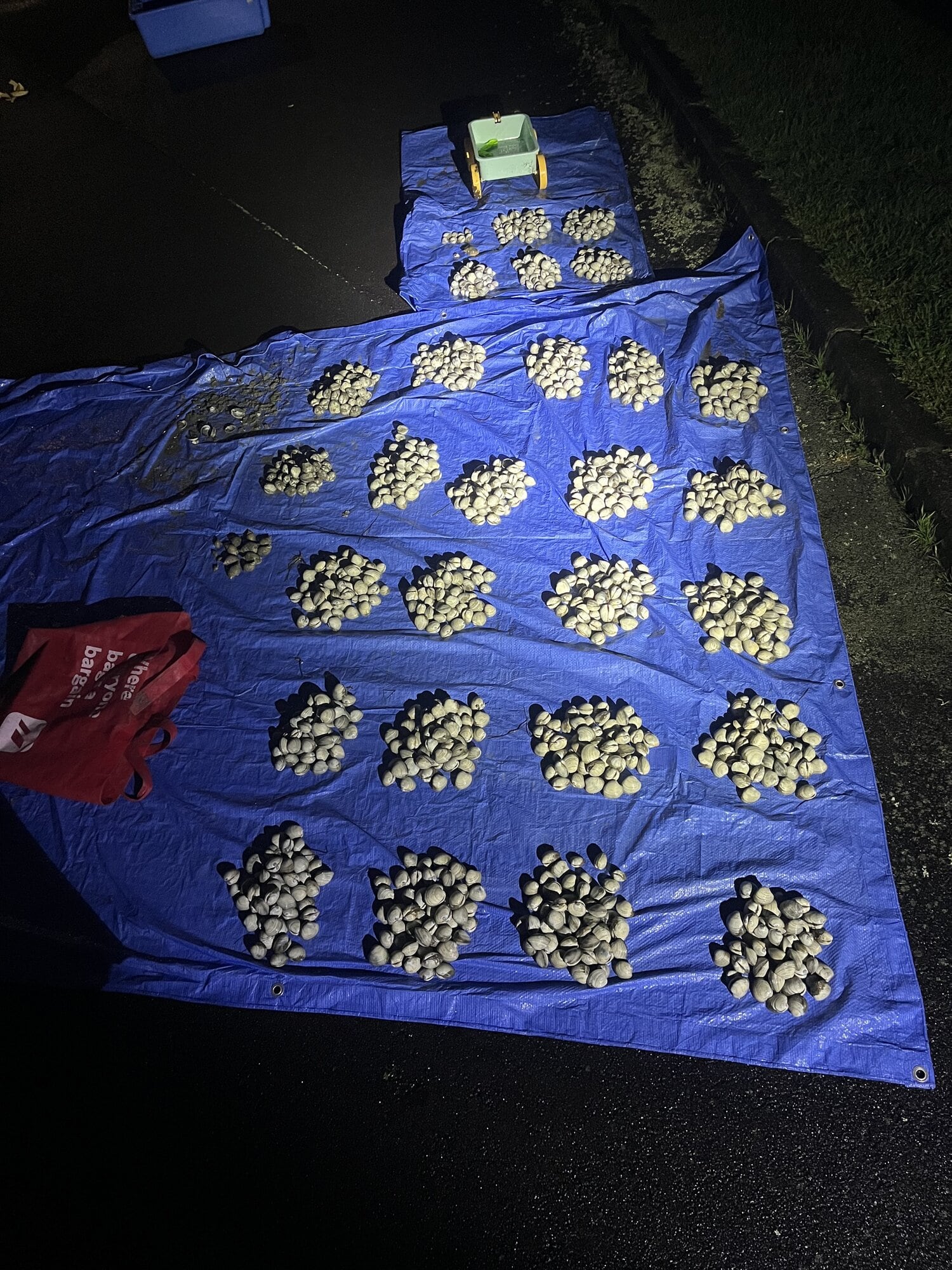  Cockles seized by HFOs at Eastern Beach. Photo / Supplied