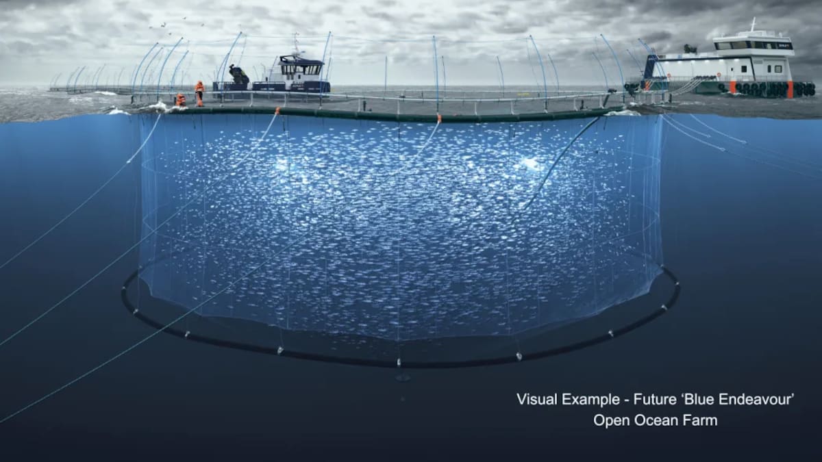 Aquaculture projects on Fast-track Approvals Bill a 'game changer' Aquaculture projects on Fast-track Approvals Bill a 'game changer'