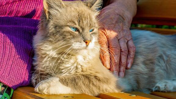 Villages where you can keep your cat - and your capital