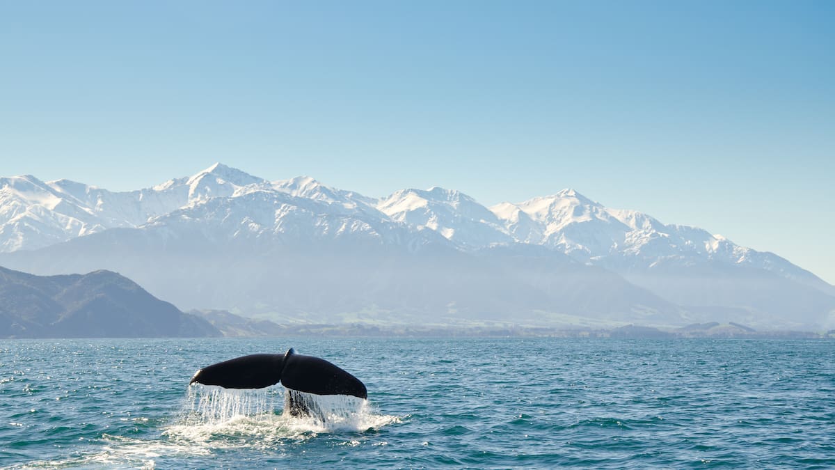 Opinion: NZ has a vast sea territory but lags behind other nations in protecting the ocean